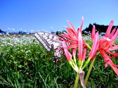 アゲハと彼岸花