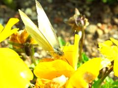 モンシロチョウ