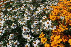 IMGP0782