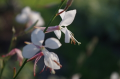 IMGP0264