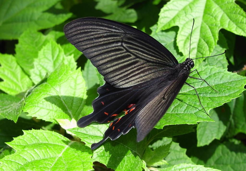 カラス