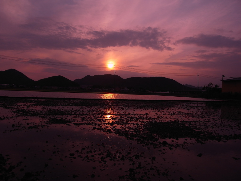 田と夕日