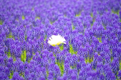 IMGP0507
