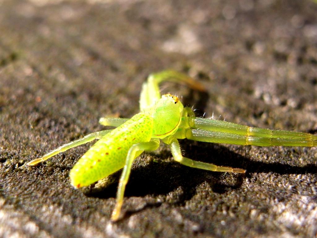 黄緑の蜘蛛
