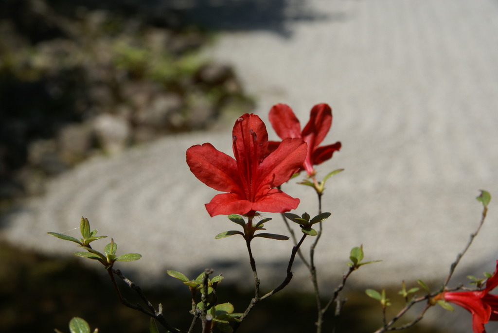 石の庭の花