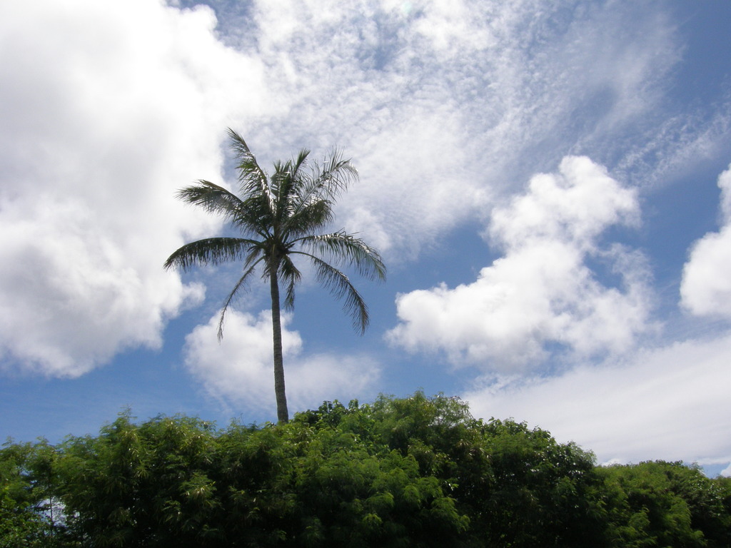 硫黄島・そびえる椰子の木