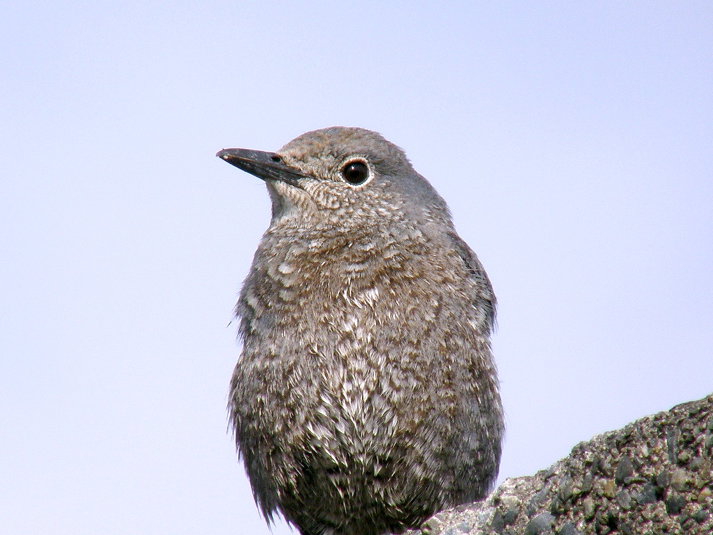 イソヒヨドリ若鳥2