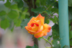 a orange rose2