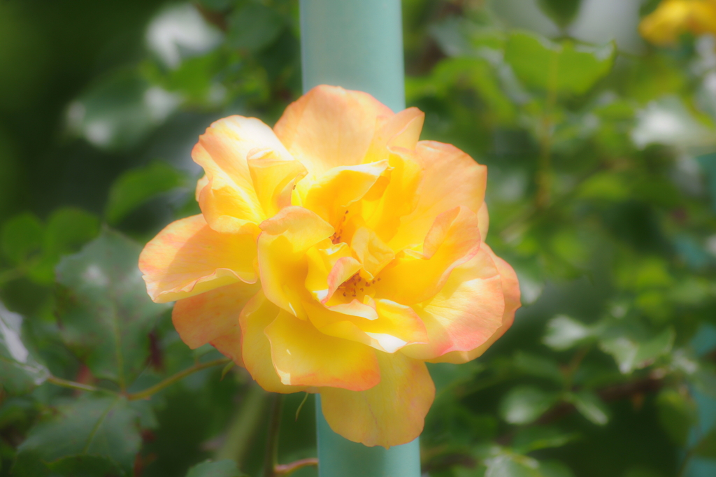a orange rose