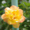 a orange rose