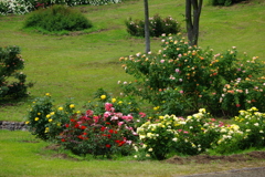 rose garden2