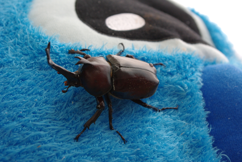 カブトムシクン