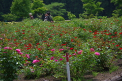 pink rose tree