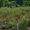 pink rose tree