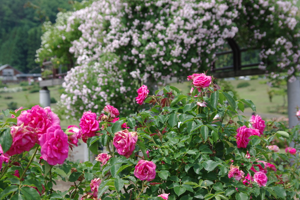 rose garden1