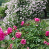 rose garden1