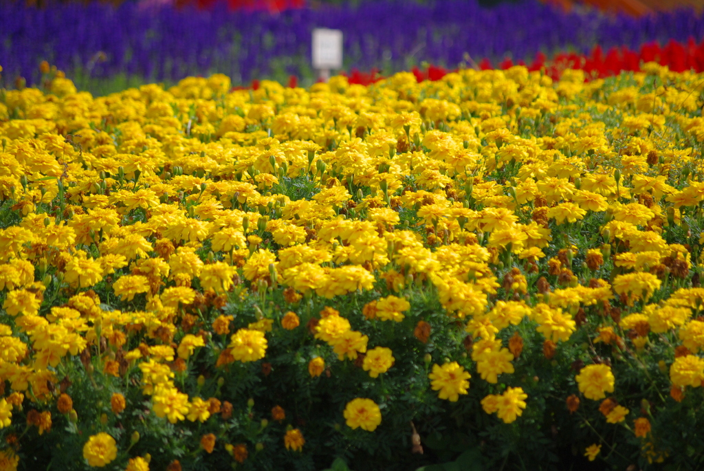 秋の花