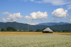 あづみ野のソバ畑