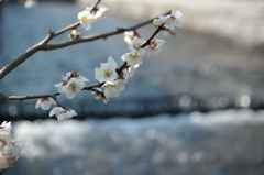 純白の花弁