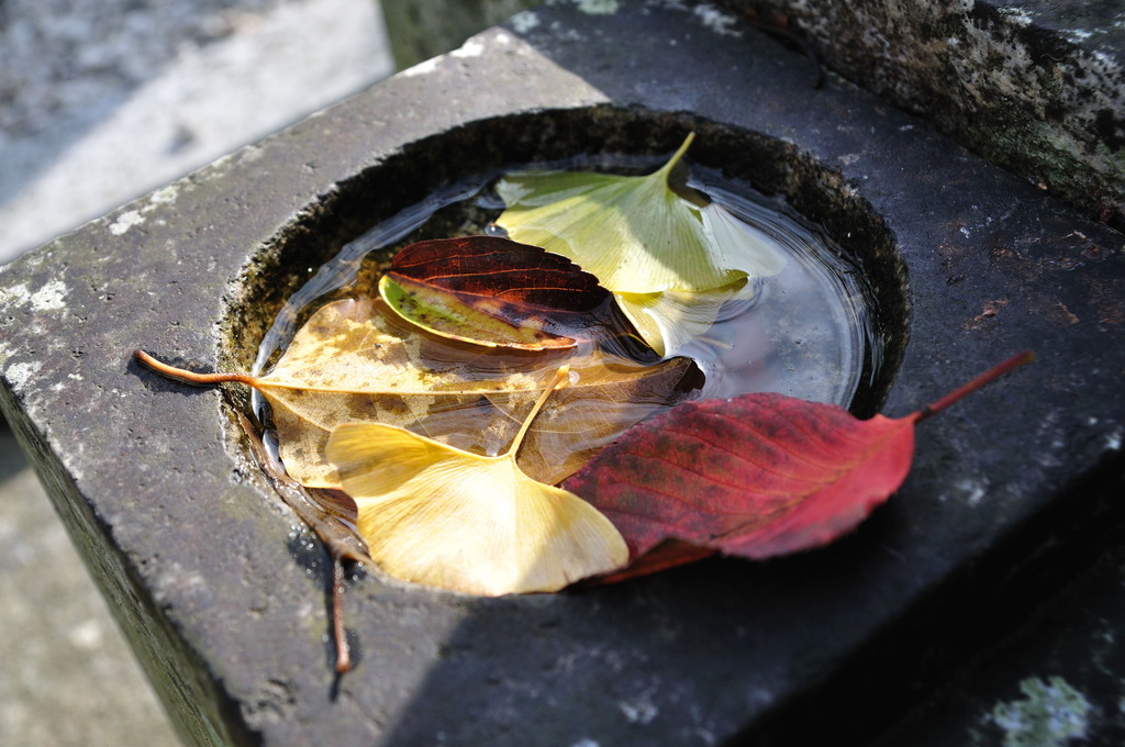 紅葉の集い