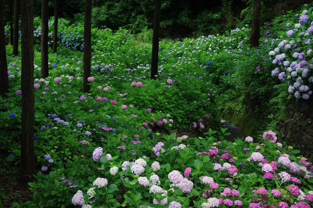 紫陽花の森