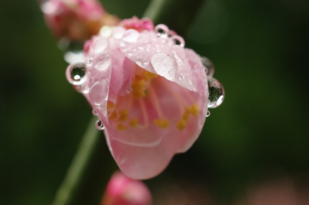 雨露美しく