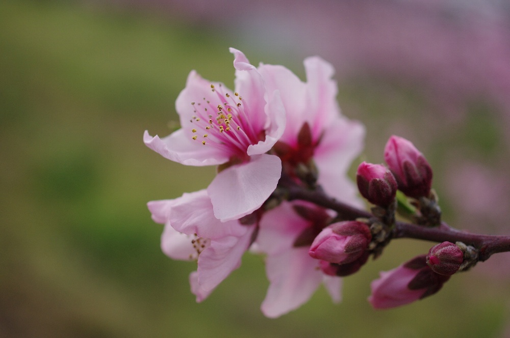 桃花