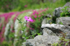 石垣に咲く花