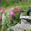 石垣に咲く花