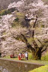 桜と舞