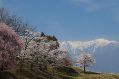 アルプスと桜