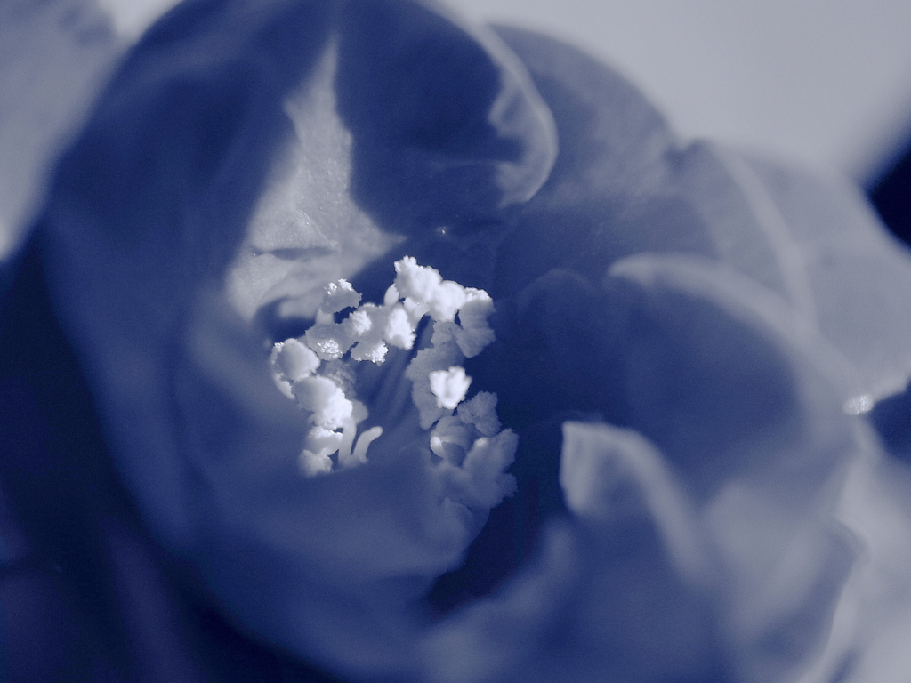 山茶花