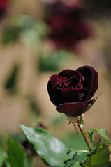 黒薔薇のルージュ