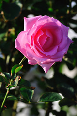 rosy-rose