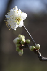 2010年　花の撮り始め