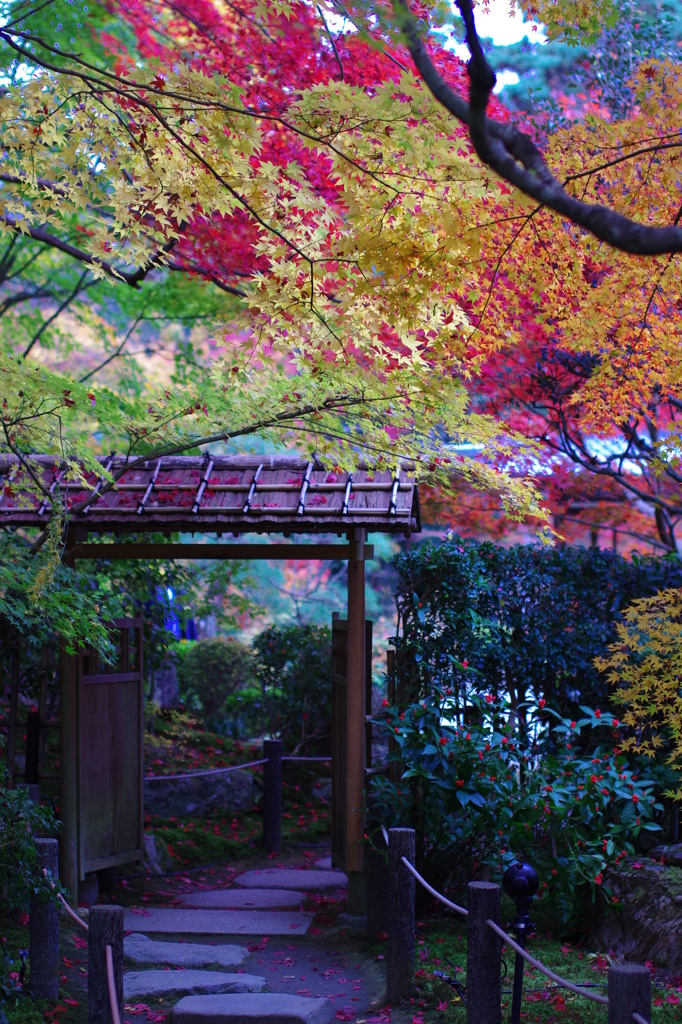 日本の秋。