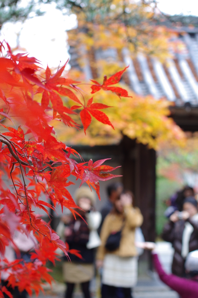 紅葉、それぞれの想い。