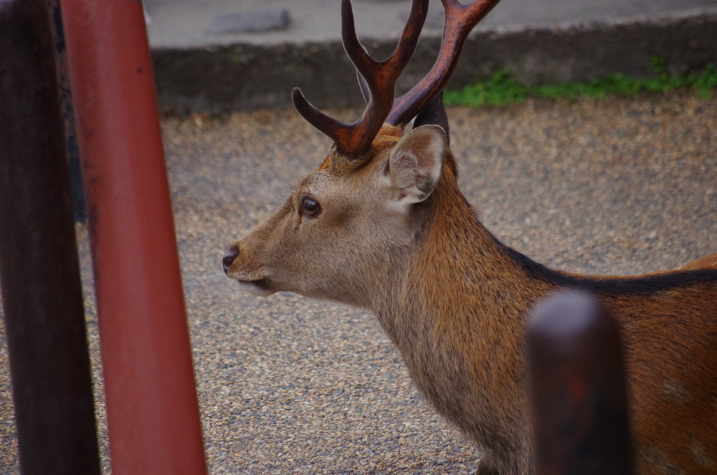 角だ☆はろー