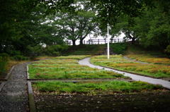 将棋公園の花畑