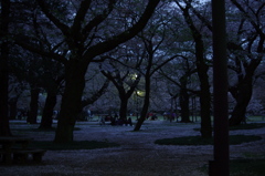 暗がり桜