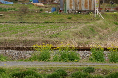 線路端の小春