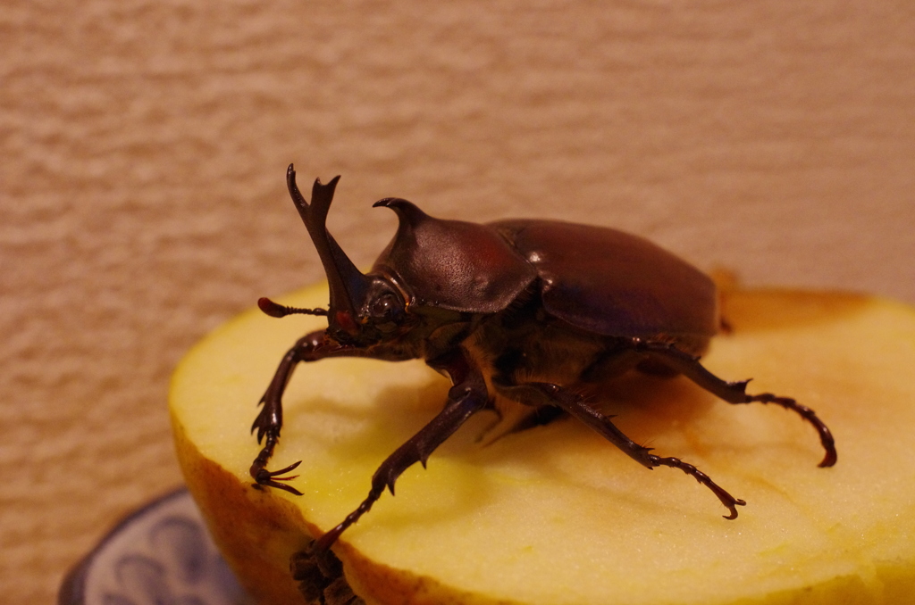 夏の王様