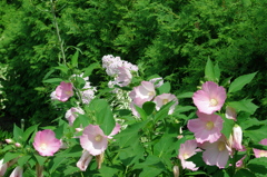 大きな花をいっぱいに