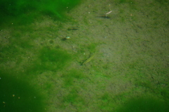 小魚とアメンボと藻
