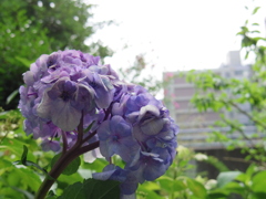 7月終わりの紫陽花