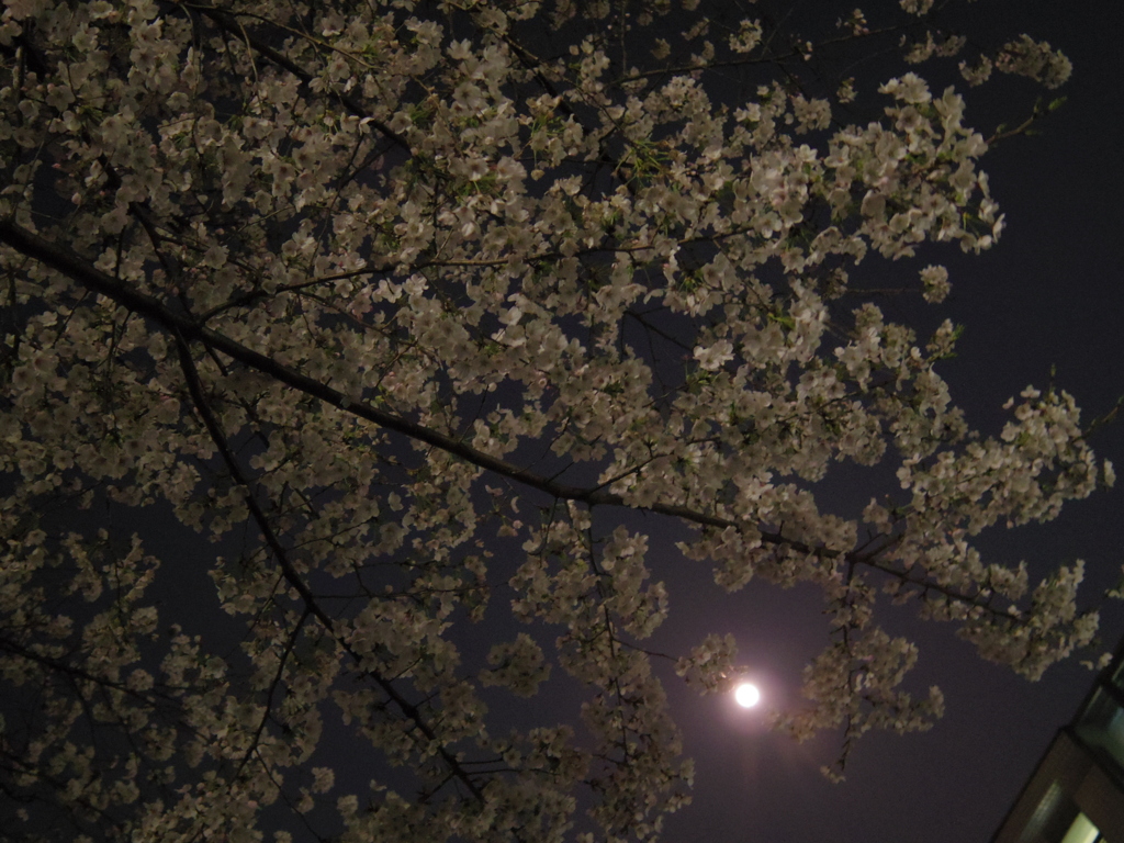 桜と月の夜