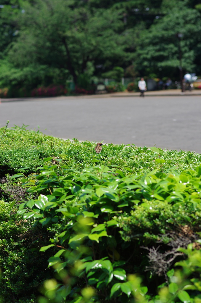 植木の中から