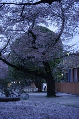 桜と自転車