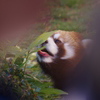 ぺろんこ