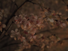 枝と花と私